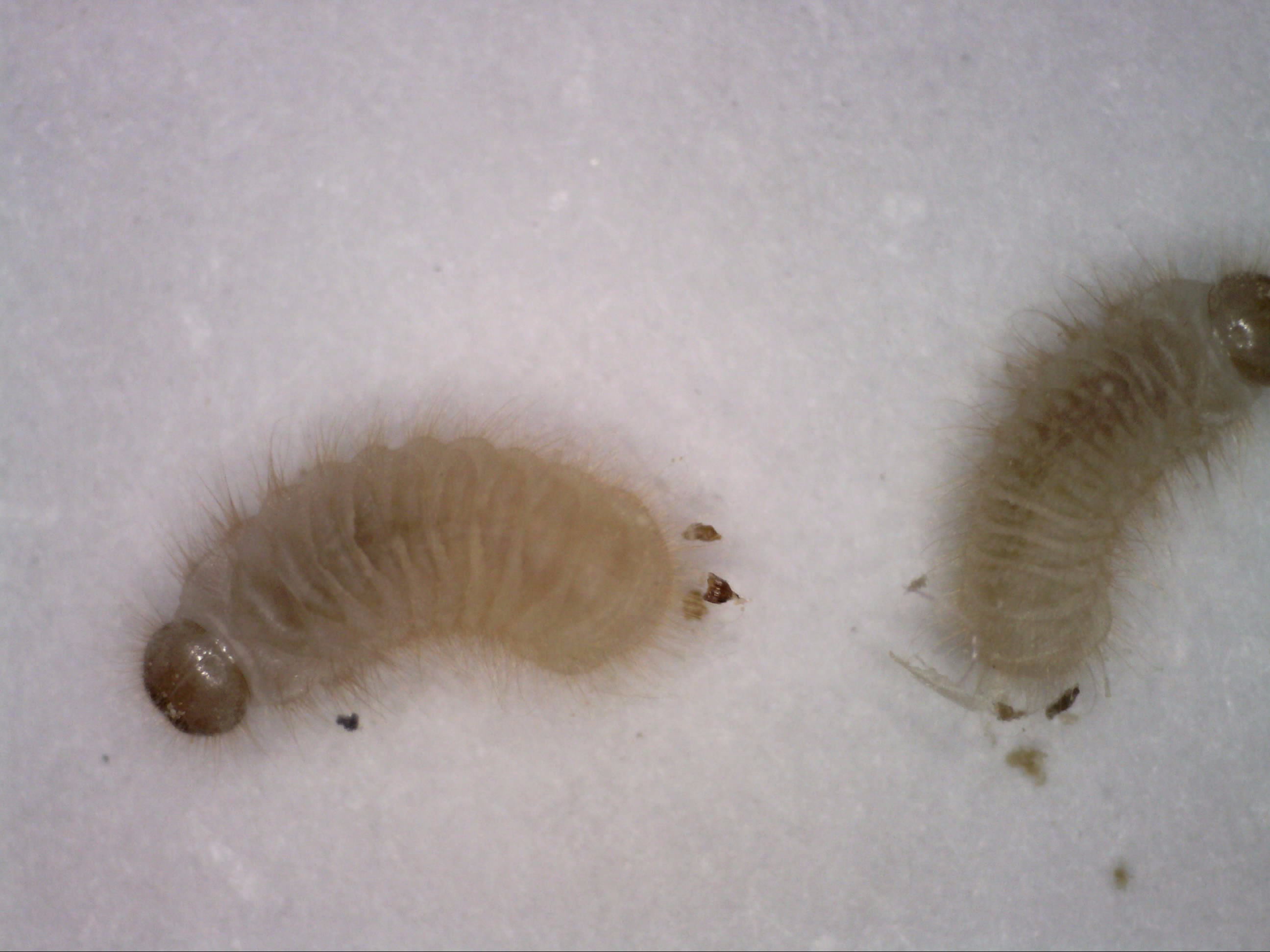 Καταγραφή αναγκών